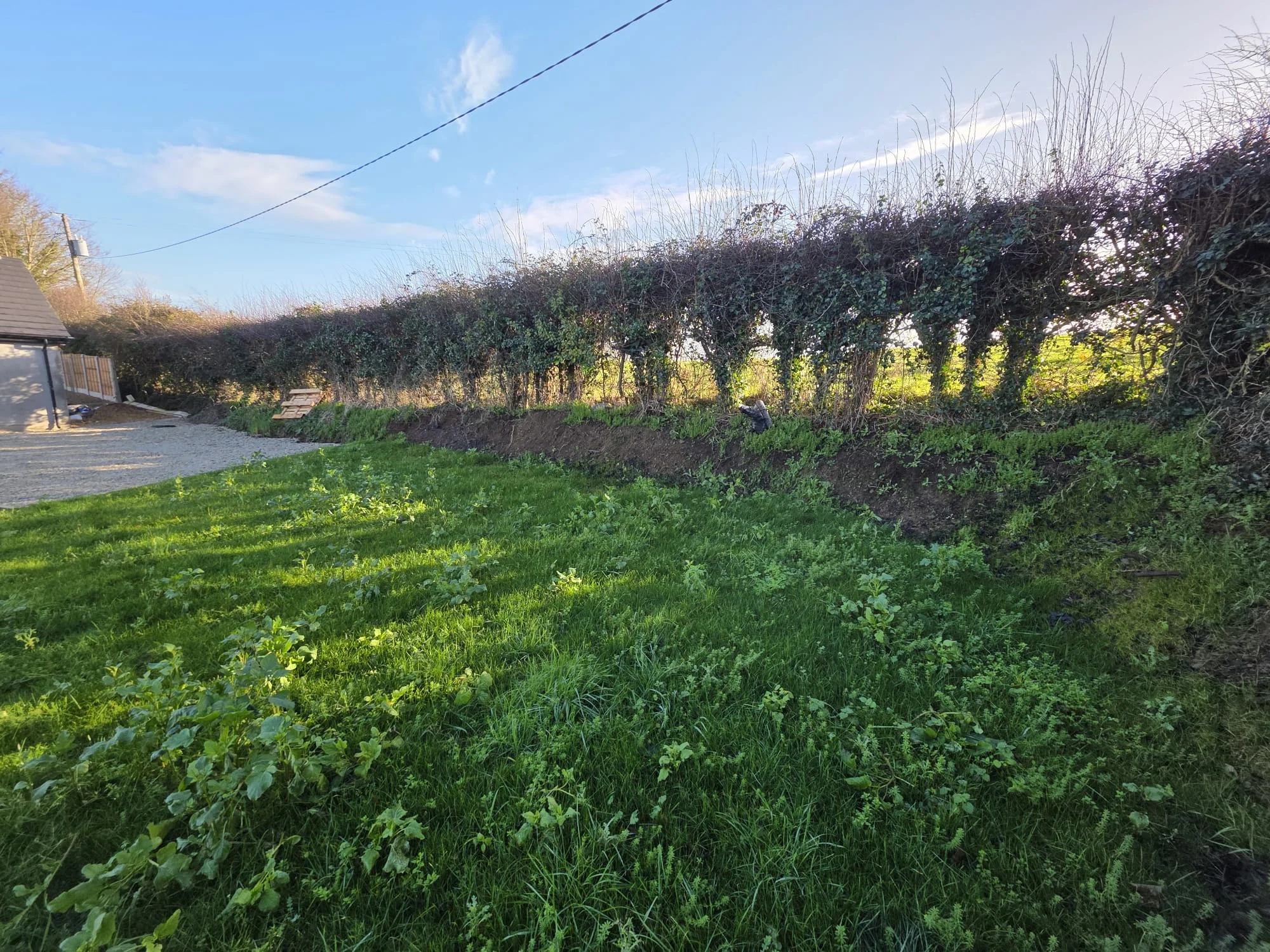 Overgrown hedge before trimming in Dundalk